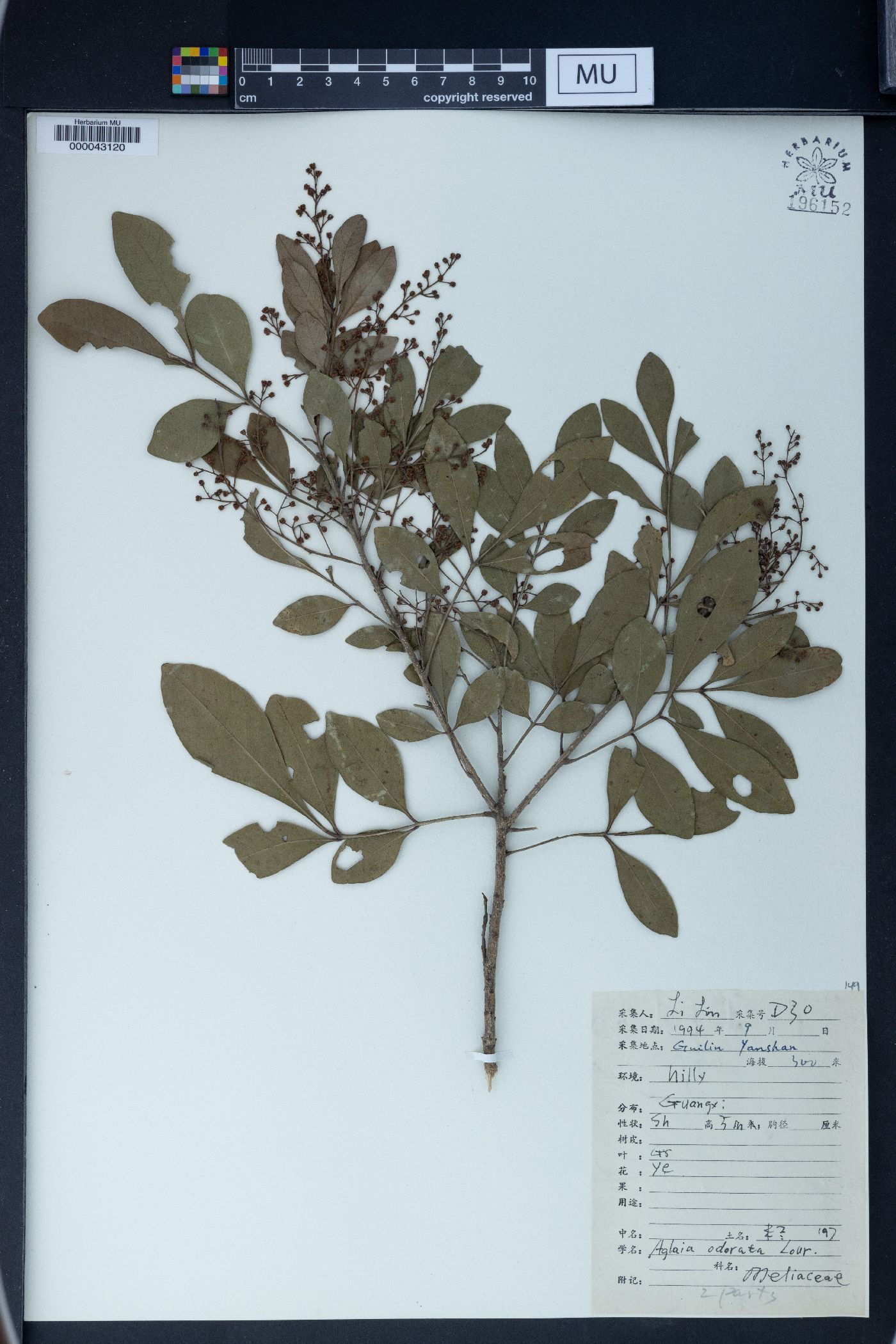 Aglaia odorata image