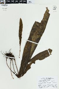 Elaphoglossum callifolium image
