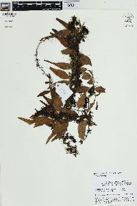 Lepisorus accedens image
