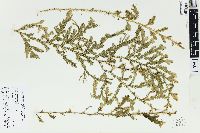 Selaginella alligans image