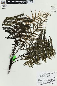 Blechnum fraseri image