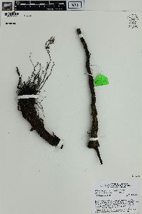 Blechnum fraseri image