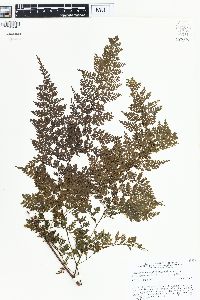 Davallia hymenophylloides image