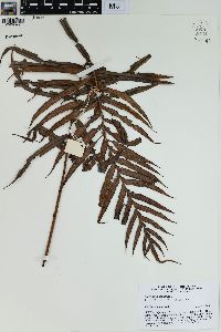 Blechnum orientale image