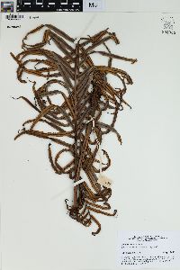 Blechnum orientale image