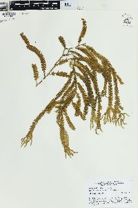 Selaginella alligans image