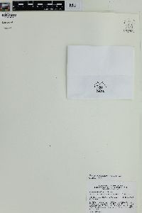 Oreogrammitis adspersa image