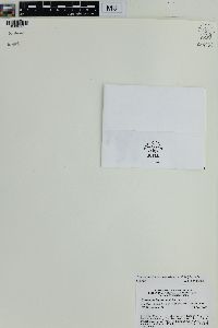 Oreogrammitis jagoriana image