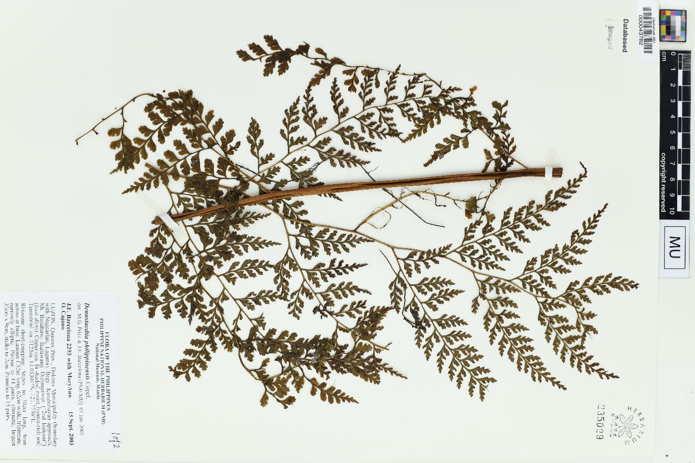 Dennstaedtia philippinensis image