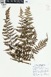 Dennstaedtia smithii image