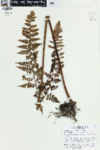 Dennstaedtia smithii image