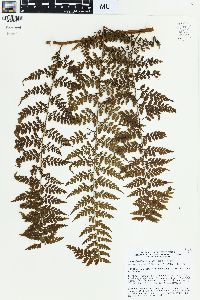 Dennstaedtia smithii image