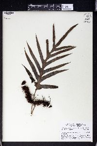 Selliguea glauca image