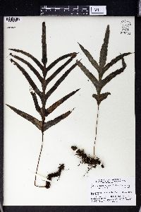 Selliguea glauca image