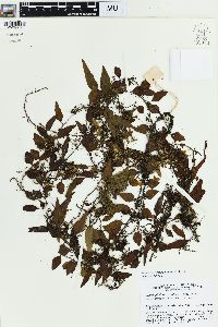 Lepisorus accedens image