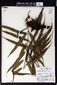 Selliguea albidosquamata image