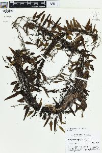 Lepisorus accedens image