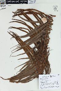 Blechnum orientale image
