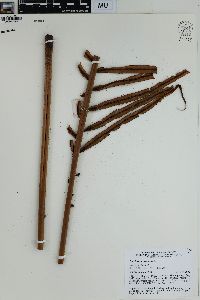 Blechnum orientale image