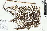 Dennstaedtia philippinensis image