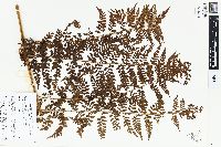 Dennstaedtia philippinensis image