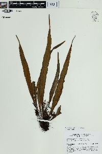 Lepisorus spicatus image