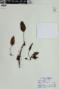 Selliguea caudiformis image