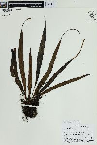 Lepisorus spicatus image