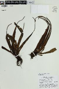 Lepisorus spicatus image