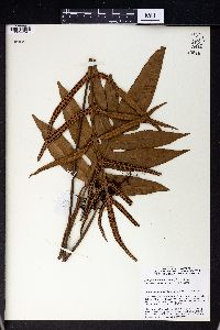 Selliguea triloba image