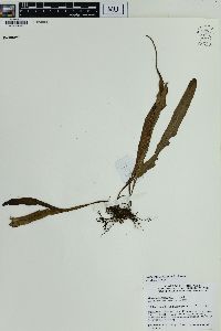 Lepisorus spicatus image