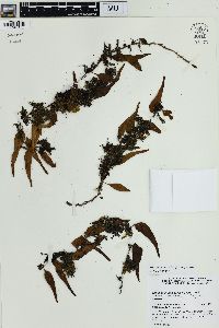 Lepisorus accedens image