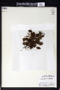 Selliguea pyrolifolia image