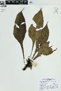 Leptochilus macrophyllus image