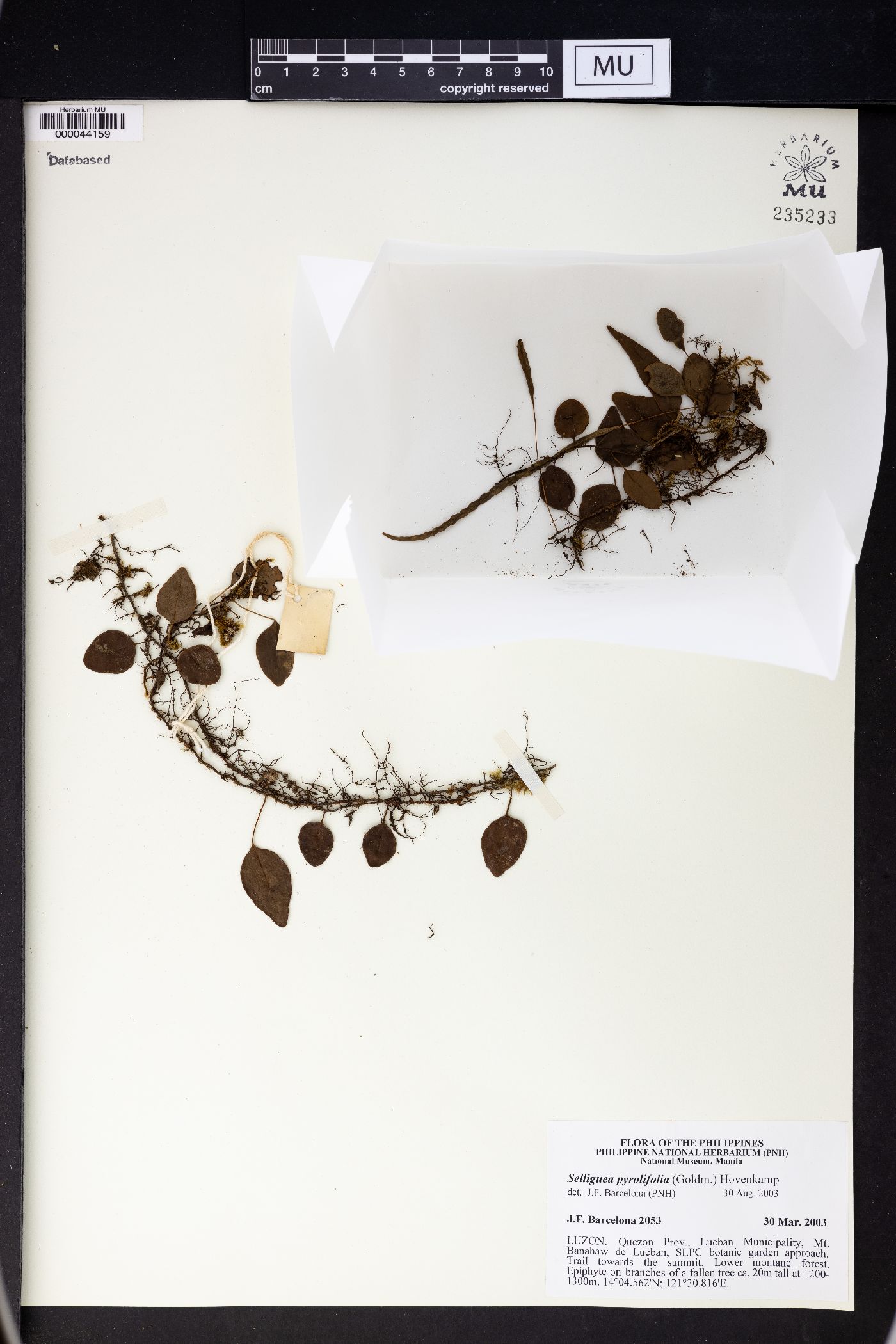 Selliguea pyrolifolia image