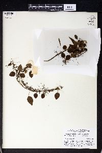 Selliguea pyrolifolia image