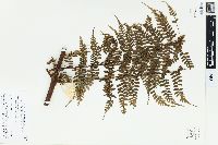 Dennstaedtia hooveri image