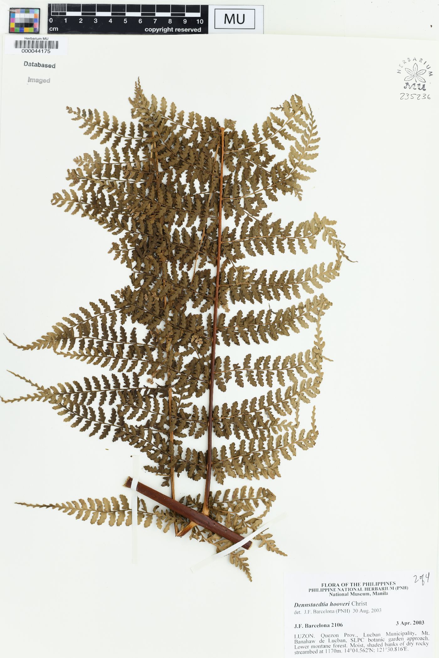 Dennstaedtia hooveri image