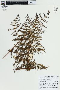 Histiopteris incisa image