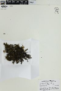 Crepidomanes brevipes image