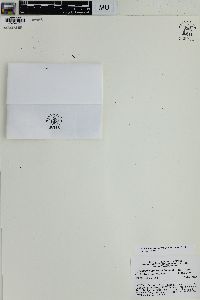 Hymenophyllum serrulatum image