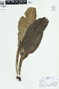 Leptochilus macrophyllus image