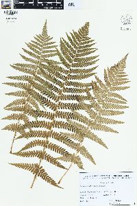 Dryopteris filix-mas image