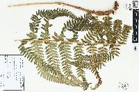 Dryopteris filix-mas image