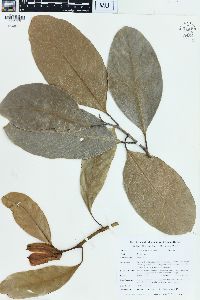 Artocarpus heterophyllus image