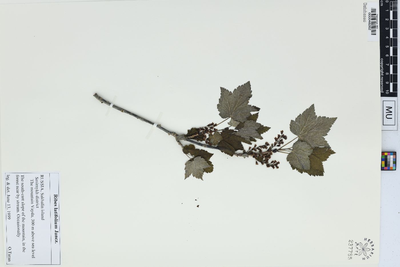 Ribes latifolium image