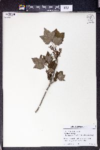 Ribes latifolium image