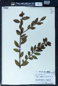 Ilex rugosa image