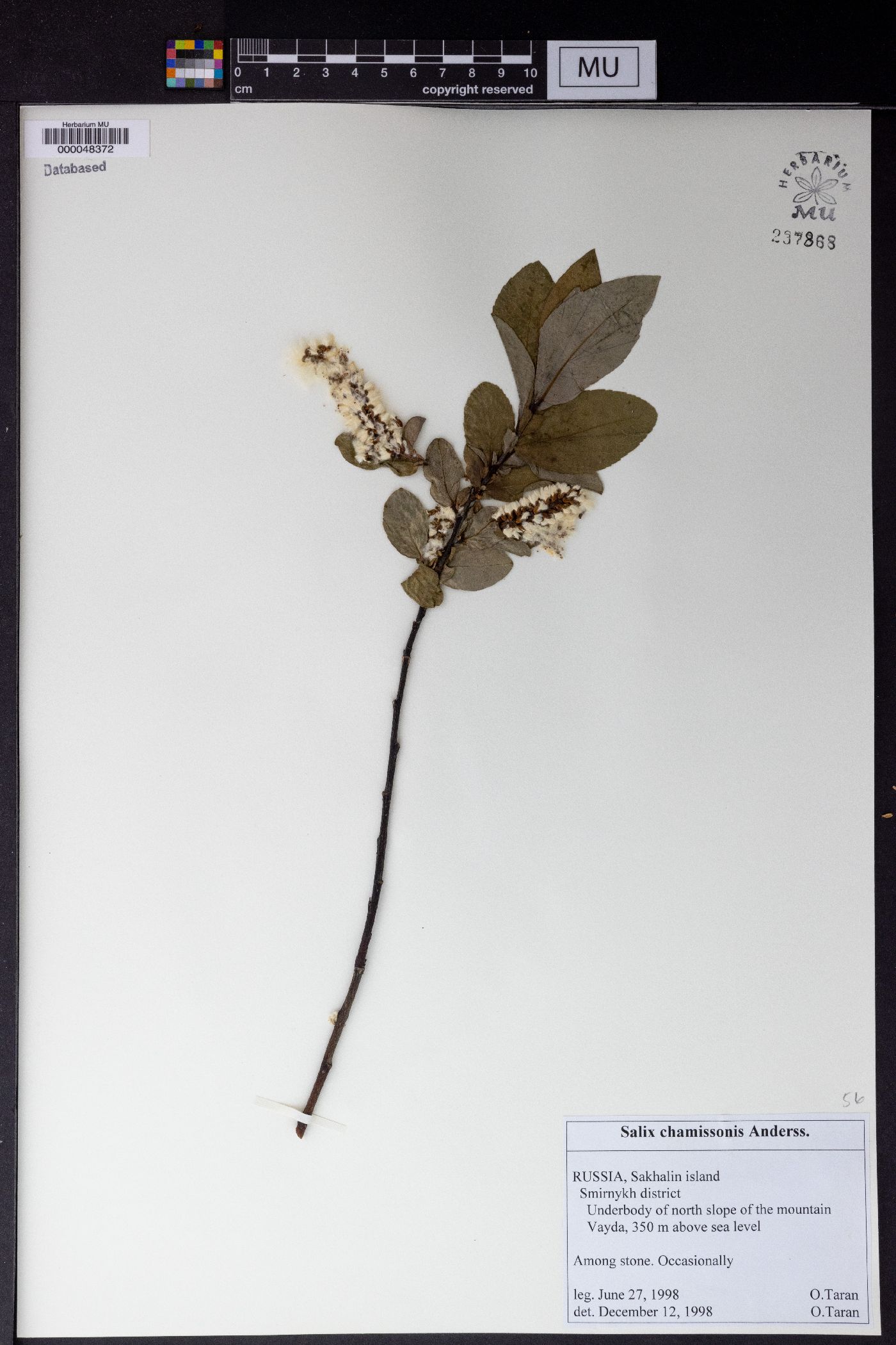 Salix chamissonis image