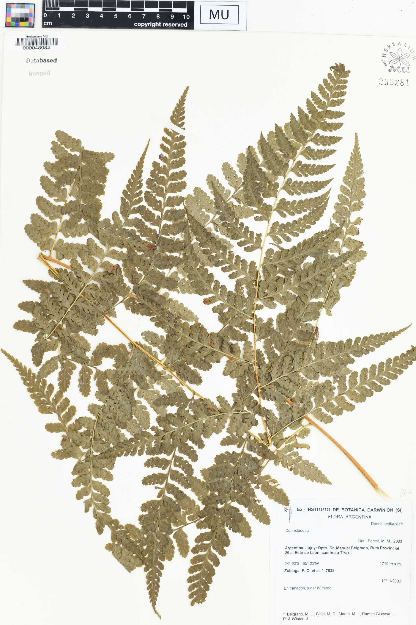 Dennstaedtia globulifera image